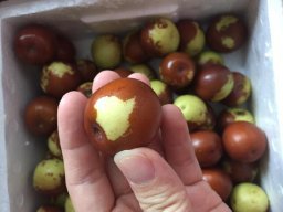 亞馬遜:商品評論: 秋里紅 黃驊鮮冬棗5斤 保鮮盒裝 黃驊孔店冬棗示范基地 現摘現發(當天下單,通常第二天采摘、發貨)