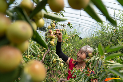 河北黃驊:大棚冬棗采摘忙
