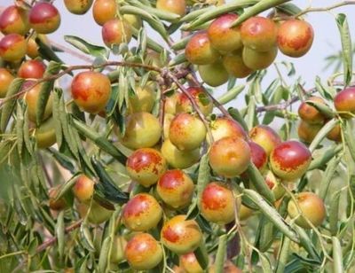 哪里的冬棗最好?山東沾化、河北黃驊、陜西大荔,還是山西、新疆江西或其他地方?