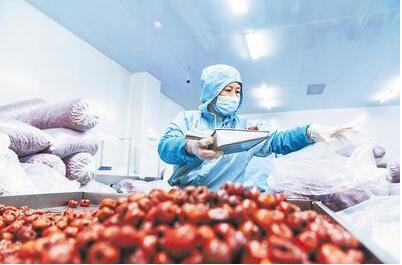 滄州黃驊冬棗 打造高品質(zhì)農(nóng)業(yè)金字招牌的甜蜜實踐