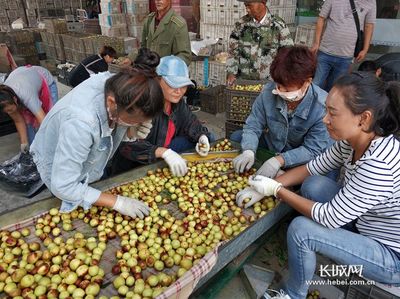 黃驊冬棗 從枝頭甘甜到產(chǎn)業(yè)鏈的無(wú)限延伸